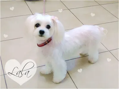 Salon Groomerski VADERA Fryzjer dla psów, kotów, królików Poznań - psy, koty, króliki